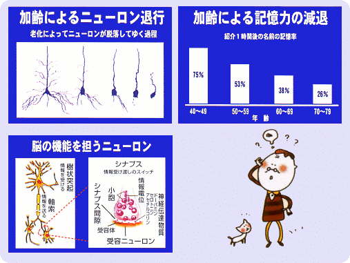 ニューロン、記憶減退、脳のニューロン機能